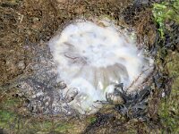 Cyanea capillata 14, Gele haarkwal, Saxifraga-Foto Fitis-Sytske Dijksen