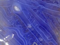 Cyanea lamarckii 4, Blauwe haarkwal, Saxifraga-Foto Fitis-Sytske Dijksen