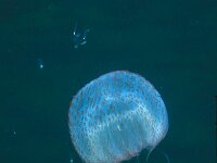 Pelagia noctiluca, Mauve Stinger