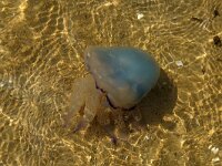 Rhizostoma pulmo 11, Bloemkoolkwal, Saxifraga-Foto Fitis-Sytske Dijksen