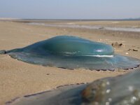 Rhizostoma pulmo 14, Bloemkoolkwal, Saxifraga-Foto Fitis-Sytske Dijksen