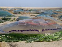 Rhizostoma pulmo 16, Bloemkoolkwal, Saxifraga-Foto Fitis-Sytske Dijksen