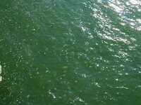 Rhizostoma pulmo 17, Bloemkoolkwal, Saxifraga-Foto Fitis-Sytske Dijksen