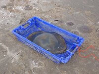 Rhizostoma pulmo 19, Bloemkoolkwal, Saxifraga-Foto Fitis-Sytske Dijksen