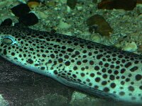 Scyliorhinus stellaris 2, Kathaai, Saxifraga-Foto Fitis-Sytske Dijksen