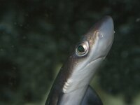 Squalus acanthias 2, Doornhaai, juv, Saxifraga-Foto Fitis-Sytske Dijksen