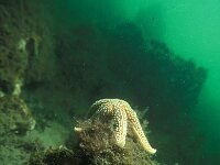 Asterias rubens 32, Gewone zeester, Saxifraga-Eric Gibcus