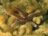 Asterias rubens 4, Gewone zeester, Saxifraga-Eric Gibcus
