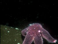 Asterias rubens 5, Gewone zeester, Saxifraga-Eric Gibcus