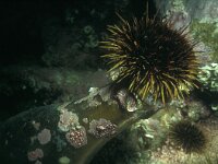 Strongylocentrotus droebachiensis 2, Groene zee-egel, Saxifraga-Eric Gibcus