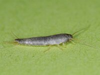 Zilvervisje spec 01 #11123 : Lepisma saccharina, Silverfish, Zilvervisje