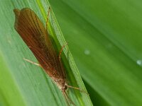 Agrypnia pagetana 2, Geaderde schietmot, Saxifraga-Ben Delbaere