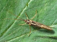 Limnephilus sparsus