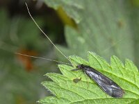 Mystacides azurea