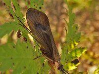 Anabolia nervosa