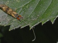 Mystacides longicornis #13013 : Mystacides longicornis, male