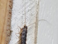 Ctenolepisma longicaudatum