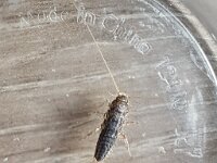 Ctenolepisma longicaudatum 2, Papiervisje, Saxifraga-Ben Delbaere