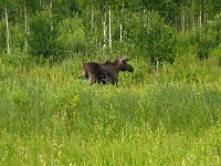 Alces alces 40, Eland, young male, Saxifraga-Hans Grotenhuis