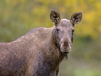 Moose female portrait with tranquil background  Moose (Alces alces). Elk female portrait in the forest on a rainy day. Beautiful animal in natural habitat. Wildlife scene in nature of Europe.. : Finland, alaska, alces alces, america, animal, antler, antlers, autumn, background, beautiful, big, brown, canada, closeup, deer, elk, environment, europe, european, fall, female, forest, game, grass, green, habitat, head, landscape, large, mammal, moose, national, natural, nature, norway, outdoor, park, portrait, scandinavia, swamp, sweden, tree, usa, wild, wilderness, wildlife, wood, woods, young
