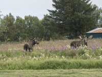 Alces alces 43, Eland, Saxifraga-Willem van Kruijsbergen