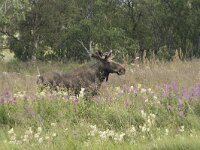 Alces alces 45, Eland, Saxifraga-Willem van Kruijsbergen