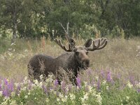 Alces alces 48, Eland, Saxifraga-Willem van Kruijsbergen