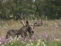 Alces alces 49, Eland, Saxifraga-Willem van Kruijsbergen