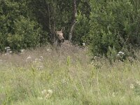 Alces alces 52, Eland, Saxifraga-Willem van Kruijsbergen