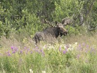 Alces alces 54, Eland, Saxifraga-Willem van Kruijsbergen