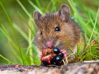 Wood mouse eating raspberry close up  Wood mouse eating raspberry close up : alert, apodemus, black, blackberry, bosmuis, brown, cute, ears, eating, england, enjoy, enjoying, european, eyes, field, food, fruit, furry, grass, horizontal, hungry, landscape, little, log, long, mammal, mouse, nature, one, quiet, raspberry, rat, rodent, sitting, small, sylvaticus, tailed, uk, watching, wild, wildlife, wood