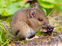 Wild mouse eating raspberry on log sideview  Wild mouse eating raspberry on log sideview : alert, apodemus, black, blackberry, bosmuis, brown, cute, ears, eating, england, enjoy, enjoying, european, eyes, field, food, fruit, furry, grass, horizontal, hungry, landscape, little, long, mammal, mouse, nature, one, quiet, raspberry, rat, rodent, sitting, small, sylvaticus, tailed, uk, watching, wild, wildlife, wood