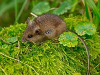 Wood mouse sitting in green moss  Wood mouse sitting in green moss : alert, apodemus, black, bosmuis, brown, cute, ears, eating, england, european, eyes, field, furry, grass, horizontal, landscape, little, long, mammal, mouse, nature, one, quiet, rat, rodent, sitting, small, sylvaticus, tailed, watching, wild, wildlife, wood