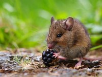 Wood mouse eating raspberry  Wood mouse eating raspberry : alert, apodemus, black, blackberry, bosmuis, brown, cute, ears, eating, england, enjoy, enjoying, european, eyes, field, food, fruit, furry, grass, horizontal, hungry, landscape, little, long, mammal, mouse, nature, one, quiet, raspberry, rat, rodent, sitting, small, sylvaticus, tailed, uk, watching, wild, wildlife, wood