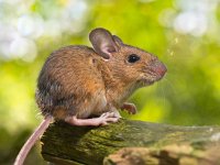 Side View of a Field Mouse (Apodemus sylvaticus) on a Branch  Field Mouse (Apodemus sylvaticus) on the Forest Floor in it's Natural Habitat : Netherlands, animal, apodemus, autumn, background, brown, cheese, closeup, color, colorful, cute, dinky, england, europe, european, fauna, field, floor, forest, fur, furry, grass, green, habitat, horizontal, life, little, macro, mammal, mice, mouse, mus, natural, nature, one, pest, rat, rodent, sitting, small, sweet, sylvaticus, tail, tree, trees, wild, wildlife, wood