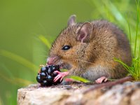 Wild mouse eating raspberry on log  Wild mouse eating raspberry on log : alert, apodemus, black, blackberry, bosmuis, brown, cute, ears, eating, england, enjoy, enjoying, european, eyes, field, food, fruit, furry, grass, horizontal, hungry, landscape, little, log, long, mammal, mouse, nature, one, quiet, raspberry, rat, rodent, sitting, small, sylvaticus, tailed, uk, watching, wild, wildlife, wood