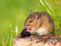 Wild mouse eating raspberry on log in sunshine  Wild mouse eating raspberry on log in sunshine : alert, apodemus, black, blackberry, bosmuis, brown, cute, ears, eating, england, enjoy, enjoying, european, eyes, field, food, fruit, furry, grass, horizontal, hungry, landscape, little, log, long, mammal, mouse, nature, one, quiet, raspberry, rat, rodent, sitting, small, sylvaticus, tailed, uk, watching, wild, wildlife, wood
