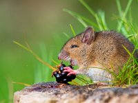Wild mouse eating raspberry on log sideview  Wild mouse eating raspberry on log sideview : alert, apodemus, black, blackberry, bosmuis, brown, cute, ears, eating, england, enjoy, enjoying, european, eyes, field, food, fruit, furry, grass, horizontal, hungry, landscape, little, log, long, mammal, mouse, nature, one, quiet, raspberry, rat, rodent, sitting, small, sylvaticus, tailed, uk, watching, wild, wildlife, wood