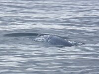 Balaenoptera musculus 12, Blauwe vinvis, Saxifraga-Bart Vastenhouw