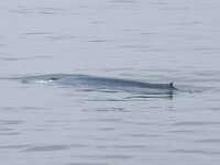 Balaenoptera musculus 9, Blauwe vinvis, Saxifraga-Bart Vastenhouw