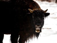Bison bonasus 18, Wisent, Saxifraga-Bart Vastenhouw