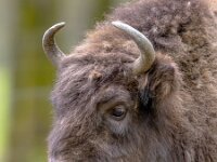 portrait of Wisent bull  Portrait of European bison. Juvenile Wisent (Bison bonasus) bull looking at camera. With green background : animal, autumn, background, beautiful, big, bison, bizon, bonasus, brown, buffalo, bull, closeup, dangerous, endangered, environment, europe, european, fauna, female, field, forest, fur, grass, green, head, herd, horns, huge, juvenile, large, male, mammal, natural, nature, one, outdoor, outdoors, ox, park, portrait, power, range, subadult, summer, wild, wilderness, wildlife, wisent, wood, young