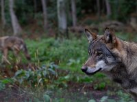 Canis lupus 110, Wolf, Saxifraga-Luc Hoogenstein : wolf