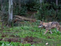 Canis lupus 111, Wolf, Saxifraga-Luc Hoogenstein