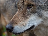 Canis lupus 112, Wolf, Saxifraga-Luc Hoogenstein