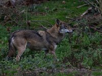 Canis lupus 118, Wolf, Saxifraga-Luc Hoogenstein