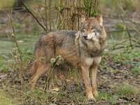 Canis lupus 123, Wolf, Saxifraga-Mark Zekhuis