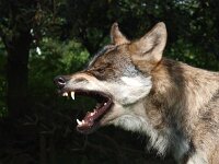 Canis lupus 51, Wolf, Saxifraga-Hans Dekker