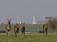 Capreolus capreolus 11, Ree, Saxifraga-Mark Zekhuis