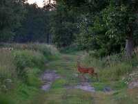 Capreolus capreolus 149, Ree, Saxifraga-Tom Heijnen